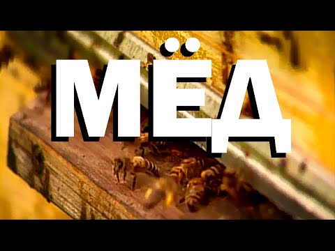 Видео: Галилео. Мёд