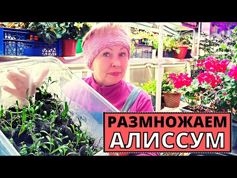 Видео: Как размножать АЛИССУМ и другие цветы? Что нужно знать для отличного результата?
