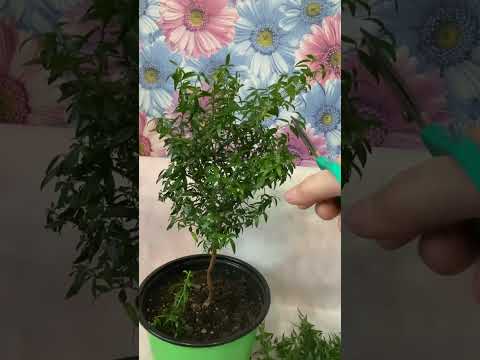 Видео: #Мирт🪴формирование, очередная обрезка🌿🌱.