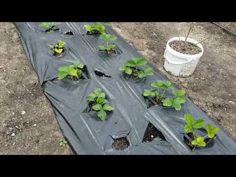 Видео: Защита клубники от вредителей во время цветения. 2 мая 2025г.