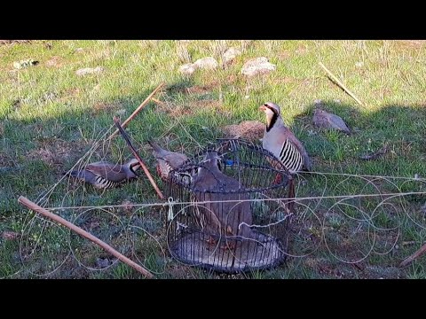 Видео: шикори алов