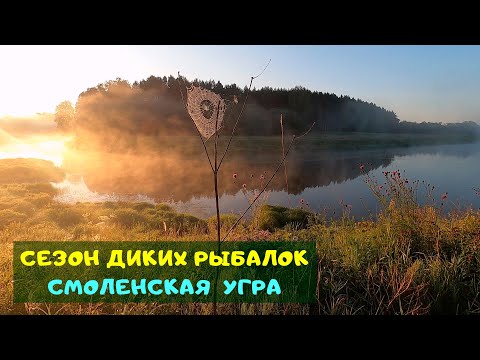 Видео: Сезон диких рыбалок. Смоленская Угра