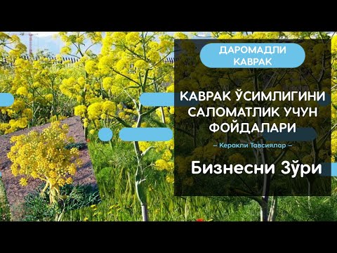 Видео: ДАРОМАДЛИ КАВРАК ЎСИМЛИГИ ВА УНИНГ САЛОМАТЛИК УЧУН ФОЙДАСИ. НИМА УЧУН КОВРАК ЖУДА ҚИММАТ???