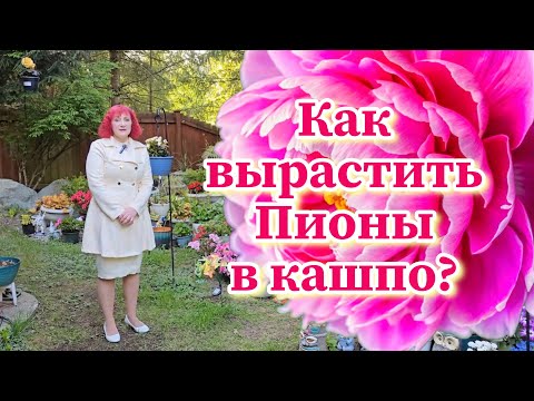 Видео: Пионы в контейнерах! 🪴✨ Секреты весеннего ухода. Мудрость Природы