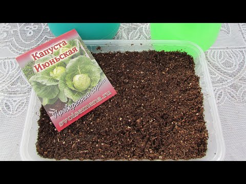 Видео: Как и когда посеять раннюю капусту на рассаду