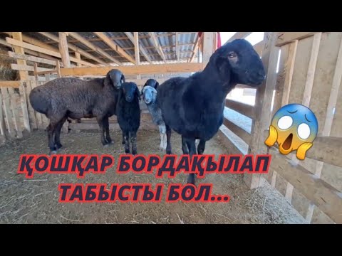 Видео: Қошқар бордақылау. Откорм овец. Бизнесплан