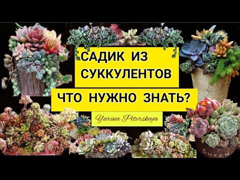 Видео: Суккулентные садики. Что нужно знать?     Часть 1.