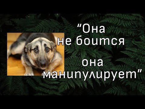 Видео: Тяжёлое видео. Неправильная коррекция страхов у собаки. Реакция на видео "Зоопсихолога"