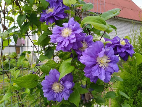 Видео: Как я делила 11 летний куст клематиса.