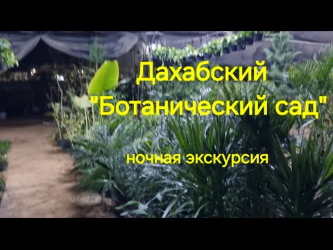 Видео: Египетские каникулы. "Ботанический сад" в Дахабе.Зелёный оазис в городе. Декабрь 2024.