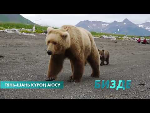 Видео: ТЯНЬ-ШАНЬ КҮРӨҢ АЮСУ