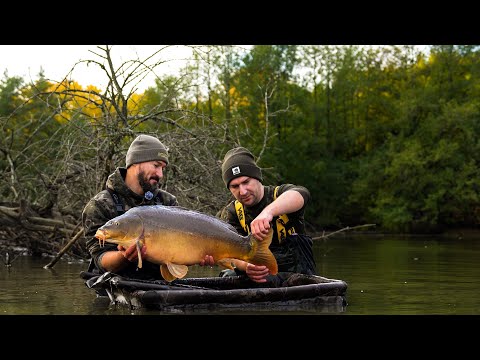 Видео: Коропи Велетні