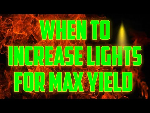 Видео: Когда следует увеличить освещенность для максимальной урожайности (для новичков)