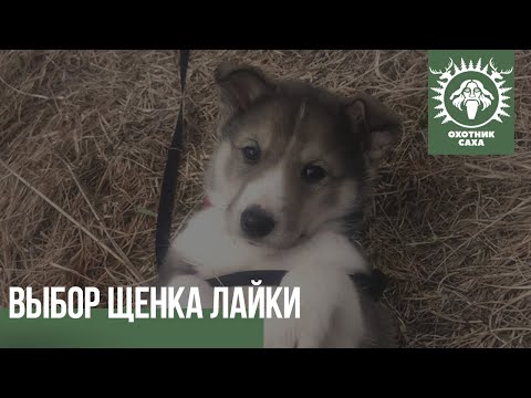 Видео: Выбор щенка лайки.