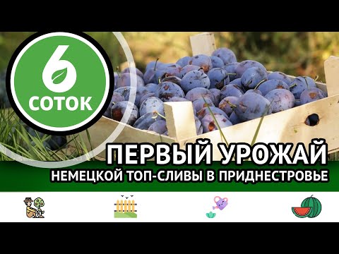 Видео: Первый урожай немецкой топ-сливы в Приднестровье. 6 соток 30.09.2024