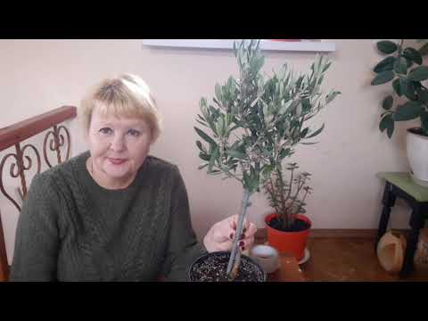 Видео: Оливковое дерево. Как черенковать.