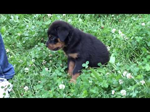 Видео: первая дрессировка будущего ротвейлера