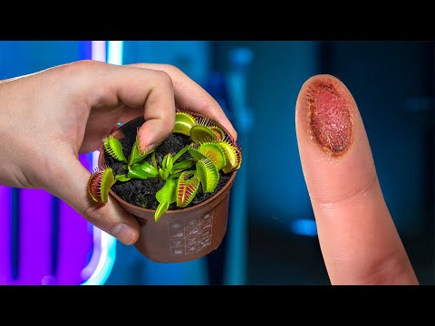 Видео: МУХОЛОВКА ПЕРЕВАРИВАЕТ МОЙ ПАЛЕЦ 24 ЧАСА!