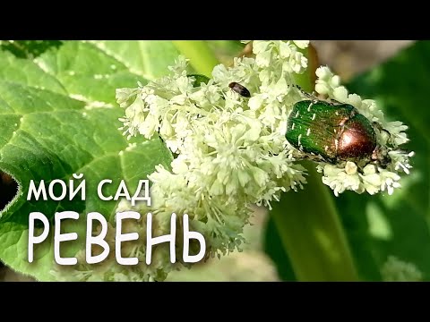 Видео: РЕВЕНЬ 🌿🐝Мой сад