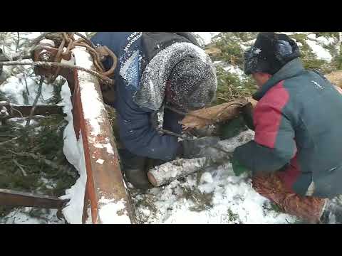 Видео: МТЗ-82 на трелевке леса .