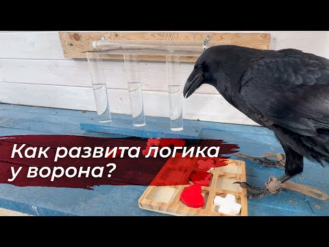 Видео: Как ворон решает сложные задачи и играет в крестики нолики