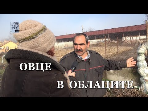 Видео: ОВЦЕ В ОБЛАЦИТЕ