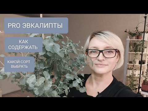 Видео: 🔵🟢ВСЁ PRO ЭВКАЛИПТЫ. СОДЕРЖАНИЕ. ВЫБОР СОРТА. #plants #эвкалипт