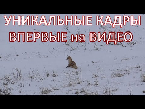 Видео: Как ДОСТАТЬ Лису из НОРЫ?!Уникальные кадры, впервые на видео!