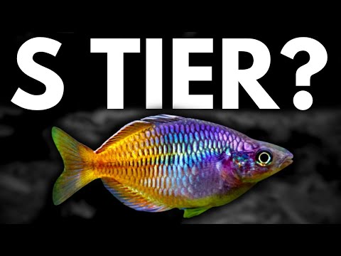 Видео: Рейтинг лучших красочных аквариумных рыб (Tierlist)