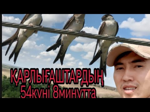Видео: Біздің қарлығаштардың 54күні 8минутта, КИЕЛІ ҚҰС, ПЕЙІШТІҢ ҚҰСЫ ҚАРЛЫҒАШ