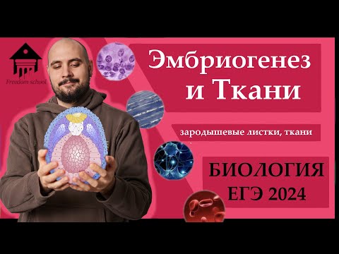 Видео: Эмбриогенез, Ткани животных для ЕГЭ 2024 |ЕГЭ БИОЛОГИЯ|Freedom|