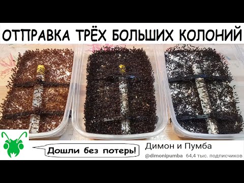 Видео: Отправка 5000 муравьёв! Pogonomyrmex barbatus, messor barbarus, messor capitatus!