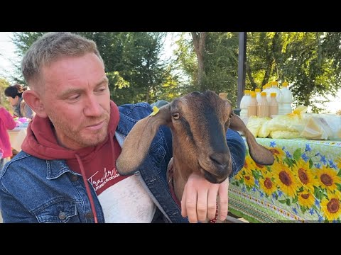 Видео: Накопил молока на сыр 🧀 отдал кролей брату 🐇 с козой на ярмарке🐐