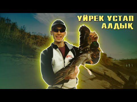 Видео: Үйрек ұстап алдық!!! оқ жылан шағып ала жаздады😱