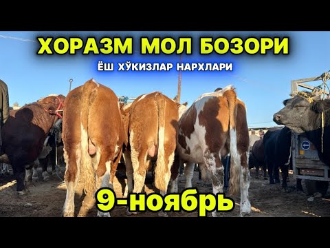 Видео: ХОРАЗМ МОЛ БОЗОРИ ЁШ ХЎКИЗЛАР НАРХЛАРИ  9-ноября 2025 г.