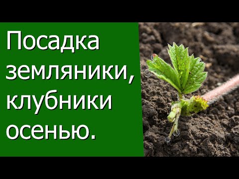 Видео: Посадка земляники, клубники осенью.