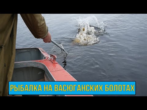 Видео: В Глушь, в Тайгу, на Самоизоляцию! Неделя рыбалки на Васюганских болотах!