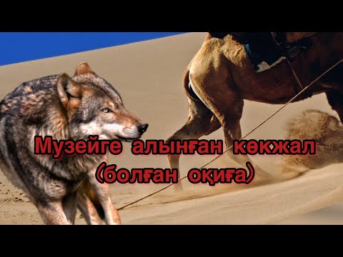 Видео: “Музейге алынған көкжал” (болған оқиға)