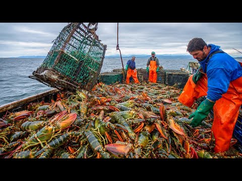 Видео: Самый большой сезон лобстеров в году: рыбаки вылавливают тысячи омаров менее чем за час