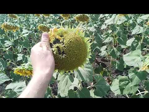 Видео: Подсолнечник Старк 7+ и НСХ-8005.