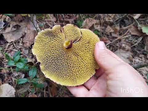 Видео: Сибирь, Алтайский край,село Ларичиха.