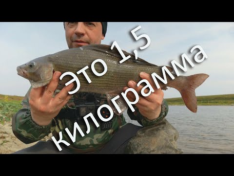 Видео: Крайний Север. Едем на рыбное место за хариусом