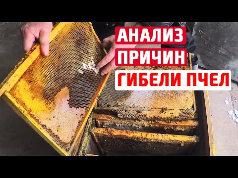 Видео: Зимовка и гибель пчел. Какие ПРИЧИНЫ ГИБЕЛИ ПЧЕЛ зимой?