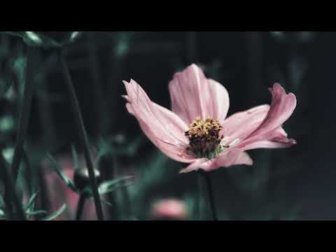 Видео: Медитация 6 - Сияющая матка