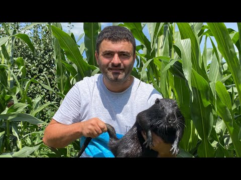 Видео: Рецепт Приготовления Хашламы из Хвостов, Шашлык из Нутрии и Цесарка с Овощами в Казане 👍