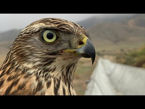 Видео: Куш уйротуп,Кекилик карматты😍😱🔥Охота 🇰🇬Кыргызстан