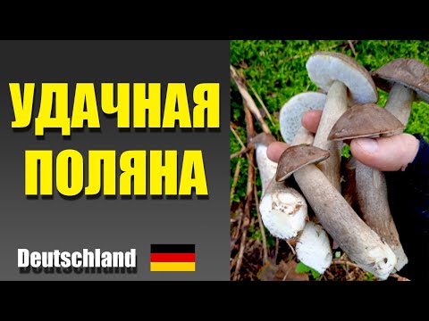 Видео: Подберёзовики и белые грибы. ВОТ ЭТО УРОЖАЙ в лесу Германии!