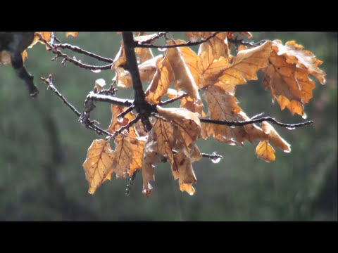 Видео: Август  - Нина Бродская