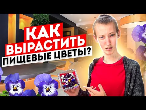 Видео: Пищевые цветы Виолы это легко!? Как вырастить пищевые цветы?