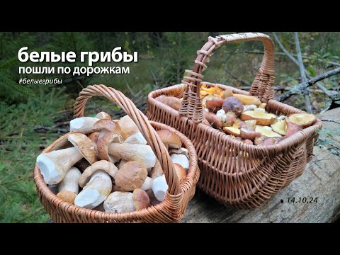 Видео: БЕЛЫЕ ГРИБЫ пошли по дорожкам!